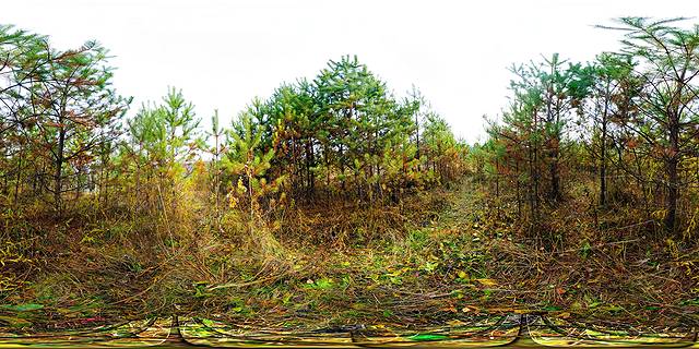 молодой хвойный лес молодой хвойный лес