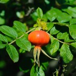 Macro nikkor 50/1.8 with Kenko Tube Set