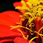 Macro nikkor 50/1.8 with Kenko Tube Set