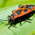 Macro nikkor 50/1.8 with Kenko Tube Set