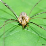 Macro nikkor 50/1.8 with Kenko Tube Set