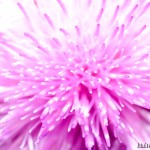 Macro nikkor 50/1.8 with Kenko Tube Set