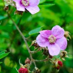 Macro nikkor 50/1.8 with Kenko Tube Set