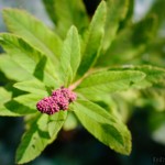 Macro nikkor 50/1.8 with Kenko Tube Set