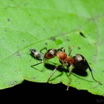 Macro nikkor 50/1.8 with Kenko Tube Set