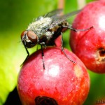 Macro nikkor 50/1.8 with Kenko Tube Set