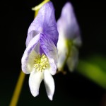 Macro nikkor 50/1.8 with Kenko Tube Set