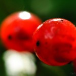 Macro nikkor 50/1.8 with Kenko Tube Set