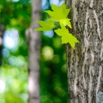 Macro nikkor 50/1.8 with Kenko Tube Set