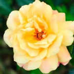 Macro nikkor 50/1.8 with Kenko Tube Set