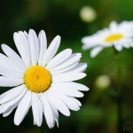 Macro nikkor 50/1.8 with Kenko Tube Set