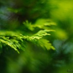 Macro nikkor 50/1.8 with Kenko Tube Set