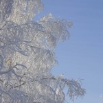 Barnaul winter photo