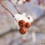 Barnaul winter photo