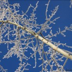 Barnaul winter photo