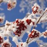 Barnaul winter photo