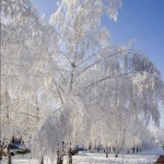 Barnaul winter photo