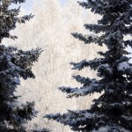 Barnaul winter photo