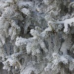 Barnaul winter photo