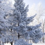 Barnaul winter photo