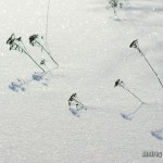 Gorki Leninskie winter photo