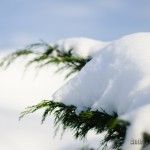 Gorki Leninskie winter photo