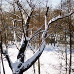 Gorki Leninskie winter photo