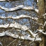 Gorki Leninskie winter photo