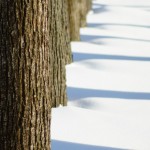 Gorki Leninskie winter photo