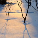 Gorki Leninskie winter photo