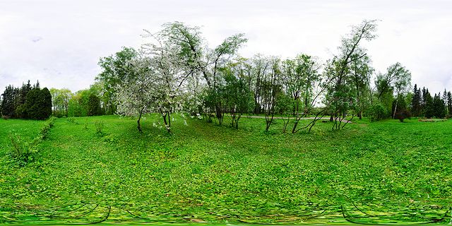 Цветущая яблоня в цвету