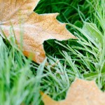 москва осенние фото