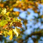 москва осенние фото