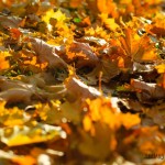 москва осенние фото