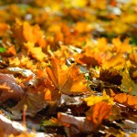 москва осенние фото