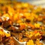 москва осенние фото