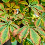 москва осенние фото