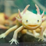 Russian final of Imagine Cup 2011 (51)