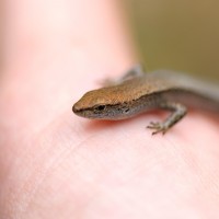 Tokina ATX-Pro 100\2.8 (1)