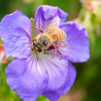 Tokina ATX-Pro 100\2.8 (2)