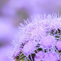 Tokina ATX-Pro 100\2.8 (3)