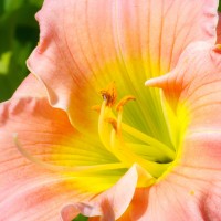 Tokina ATX-Pro 100\2.8 (11)