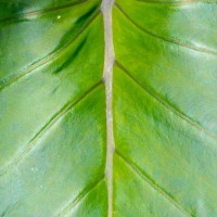 Tokina ATX-Pro 100\2.8 (13)