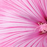 Tokina ATX-Pro 100\2.8 (17)