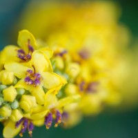 Tokina ATX-Pro 100\2.8 (19)