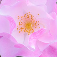 Tokina ATX-Pro 100\2.8 (21)