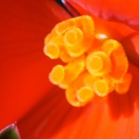 Tokina ATX-Pro 100\2.8 (25)