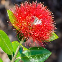 Tokina ATX-Pro 100\2.8 (31)