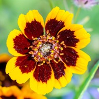 Tokina ATX-Pro 100\2.8 (32)