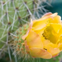 Tokina ATX-Pro 100\2.8 (34)